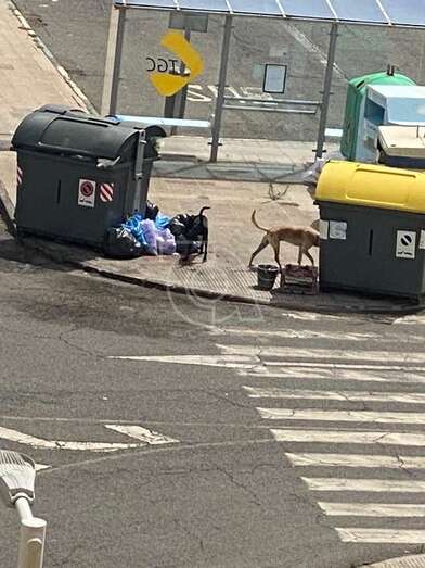 Los perros juntos a contenedores de basura/TA.